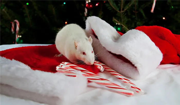 Белая Металлическая Крыса — символ 2020 года. Год крысы какой цвет. 33