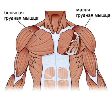 Эффективные упражнения на грудные мышцы дома. Как накачать грудные мышцы в домашних условиях. 3