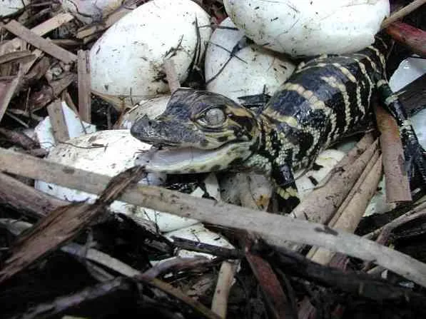 Как происходит инкубация крокодила. Как спариваются крокодилы фото. 3