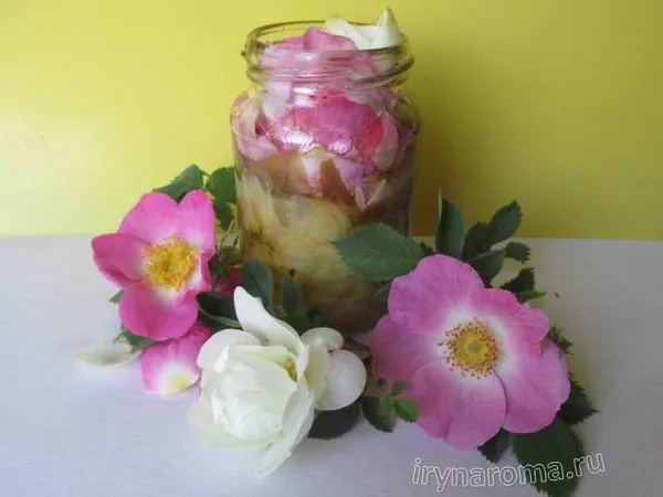 Как сделать розовое масло в домашних условиях. Как сделать масло розы своими руками. 7
