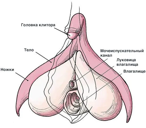 Женский оргазм: 4 фазы полового акта и одно обязательное условие. Что такое оргазм. 21